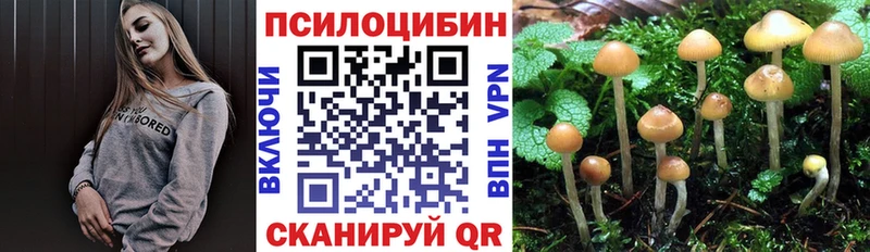 Купить где  Комсомольск  Псилоцибиновые грибы Cubensis 
